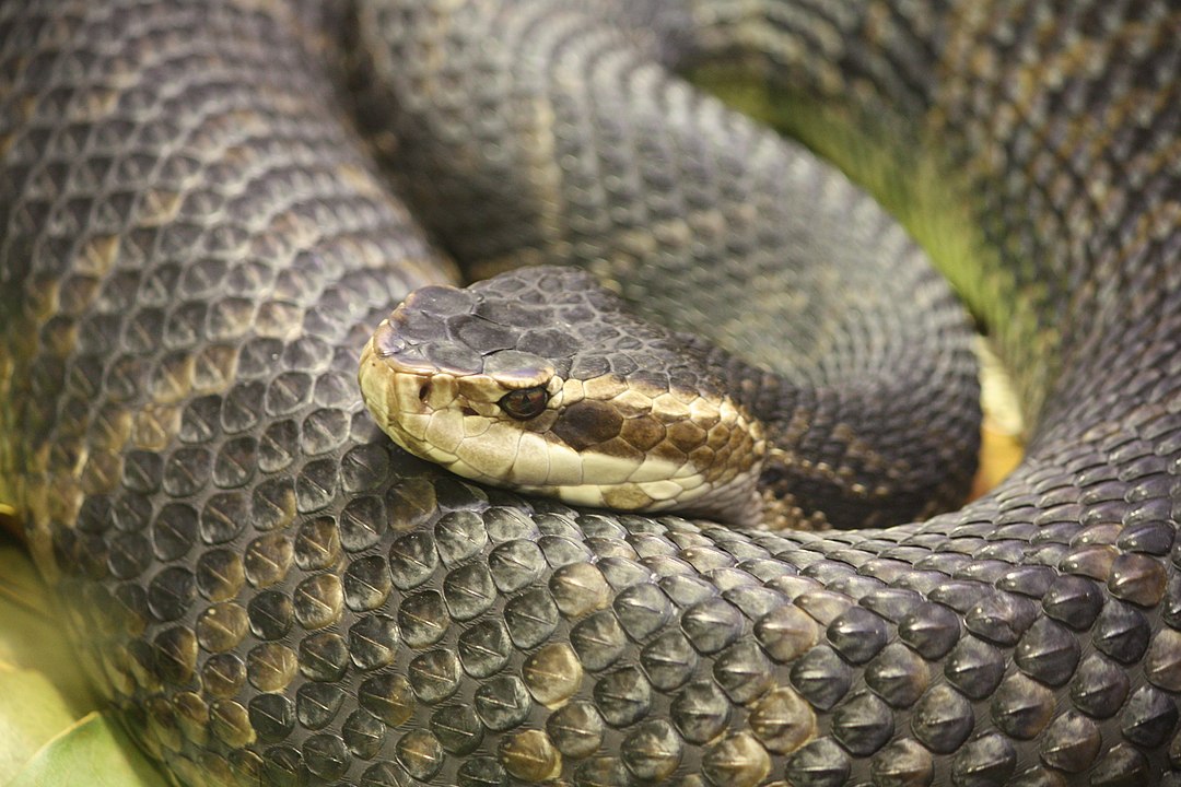 eastern cobra