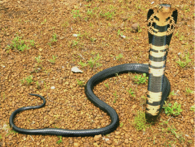 Cobra africana