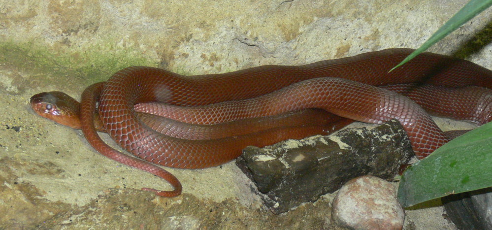 Cobra escupidora de Mozambique roja