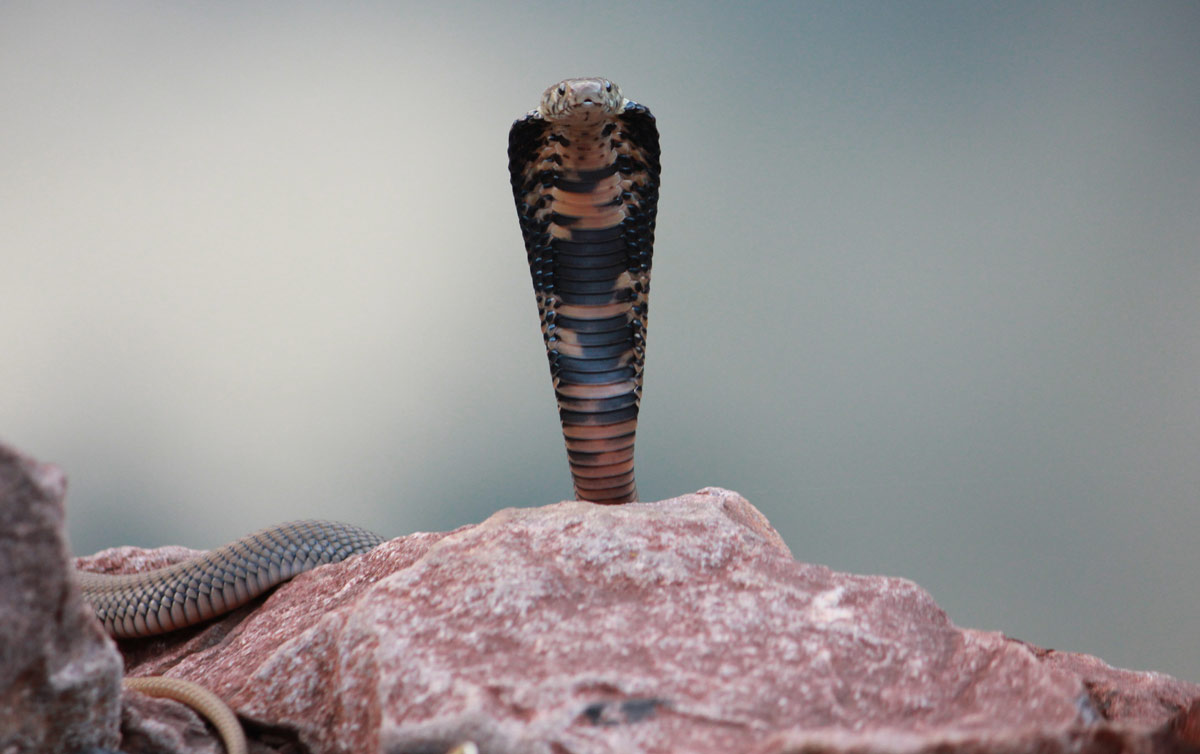 Cobra escupidora de Mozambique