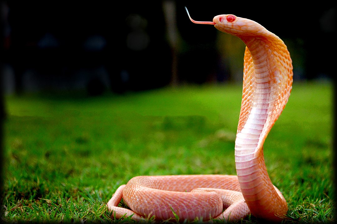 Cobra india albina