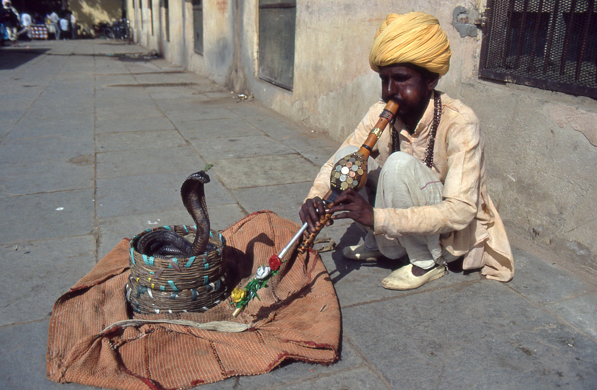 Encantador de cobras indias tocando la flauta a una cobra