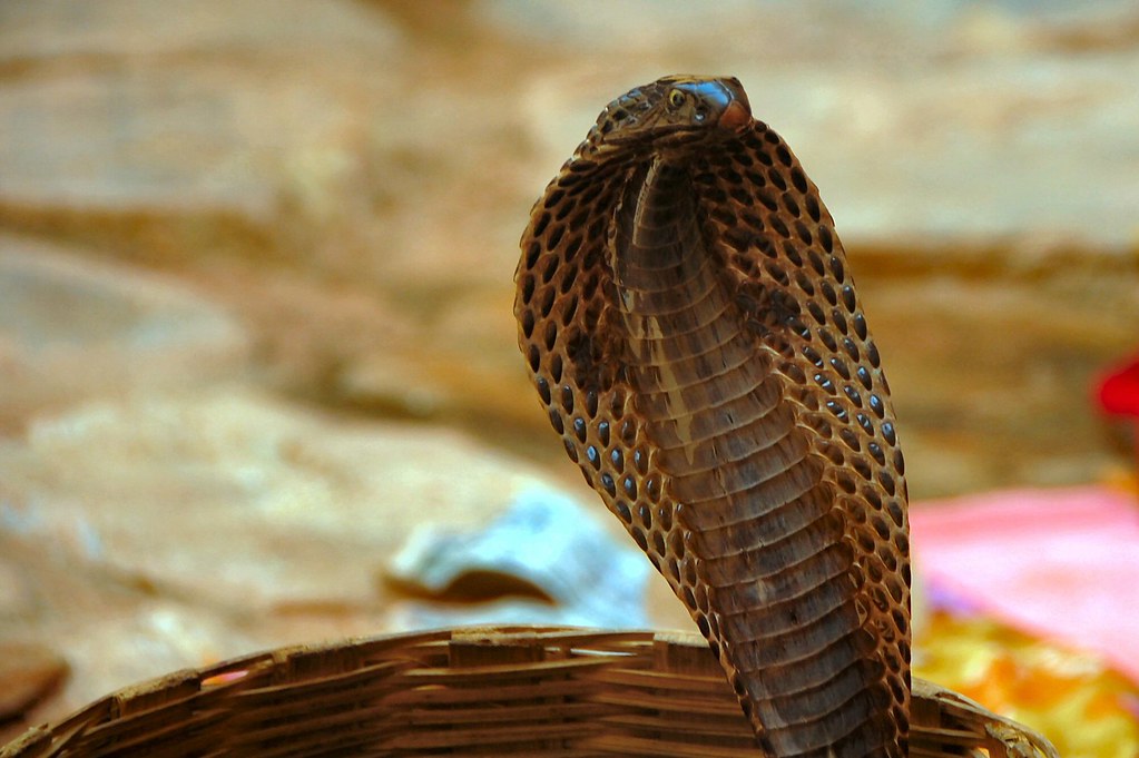 cobra India gigante