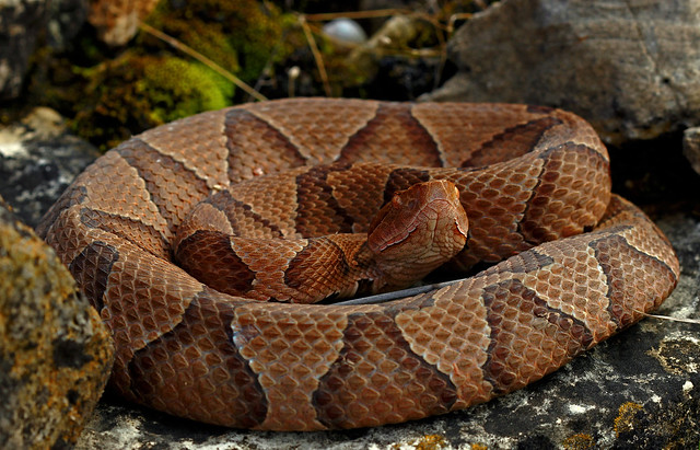 Serpiente cabeza de cobre enrollada.