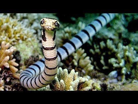 Serpiente marina de Belcher mirando a la cámara.