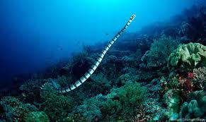 Serpiente marina de Belcher nadando
