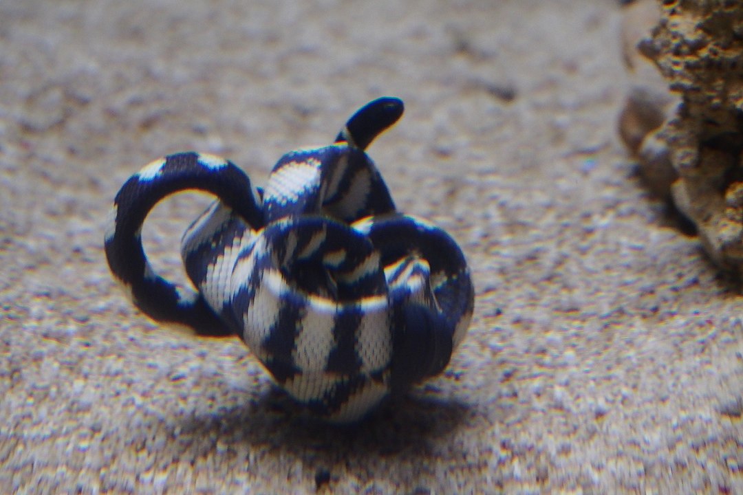 Serpiente marina enrollada sobre si misma.