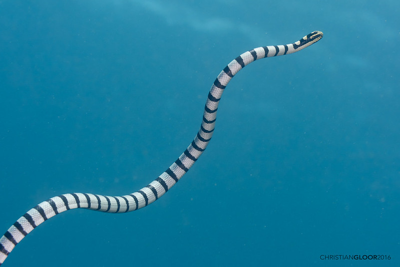 Serpiente marina nadando hacia la superficie.