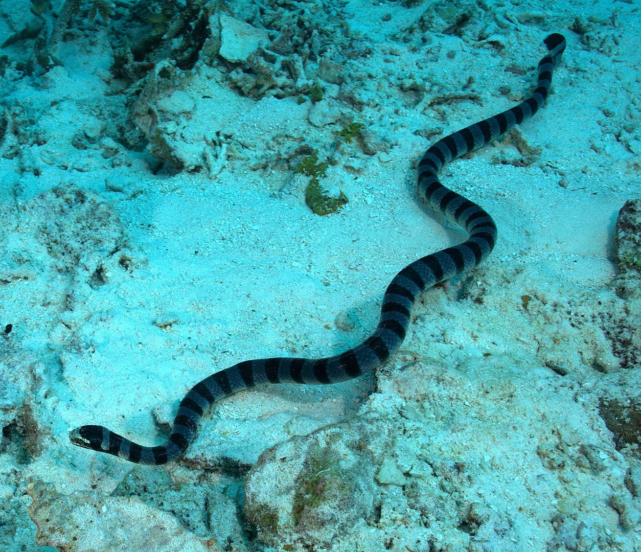 Serpiente marina fotografiada desde la superficie.