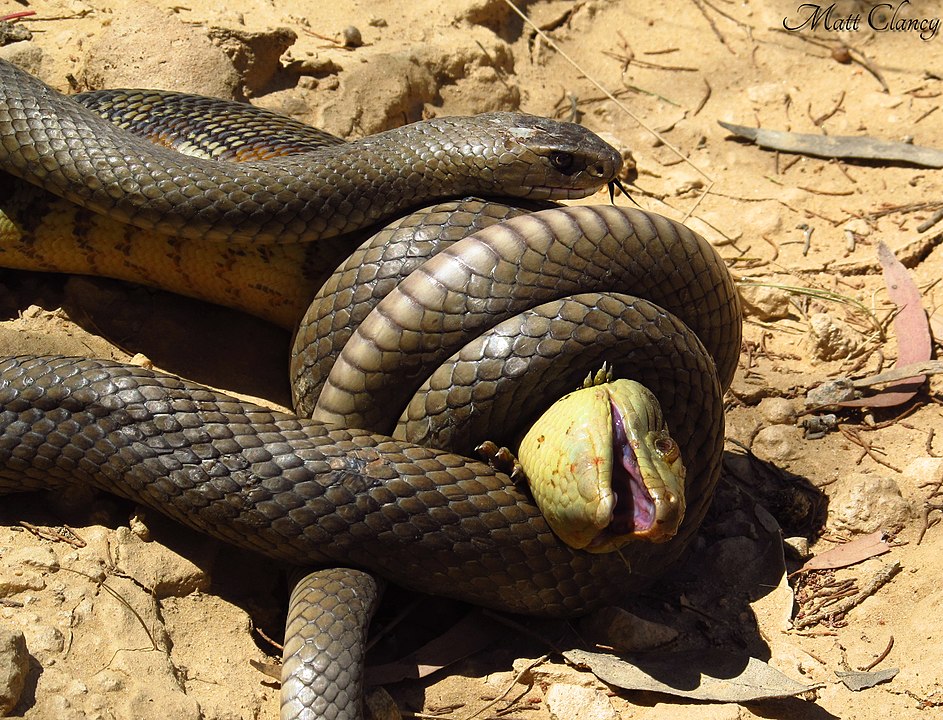 Serpiente marrón comiendo otra serpiente