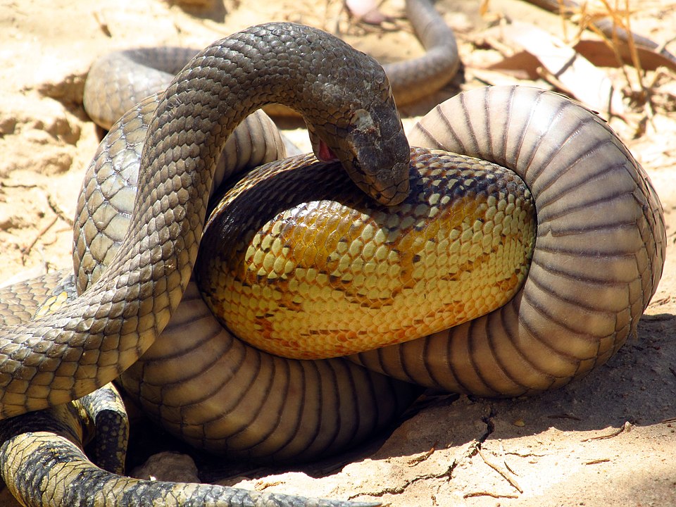 Serpiente marrón enrollada sobre si misa