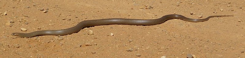 Serpiente marrón estirada