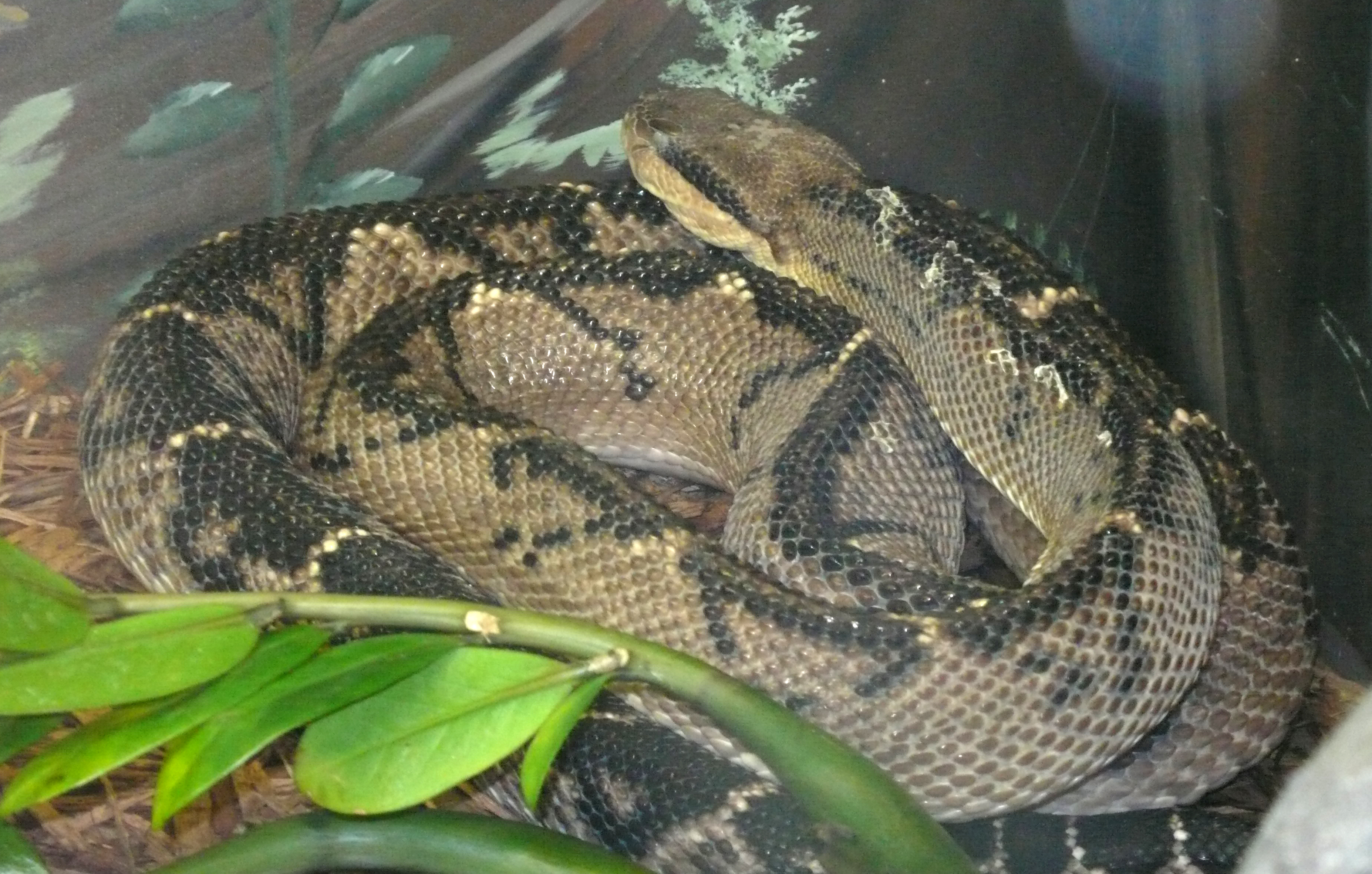 Serpiente matabuey en captividad
