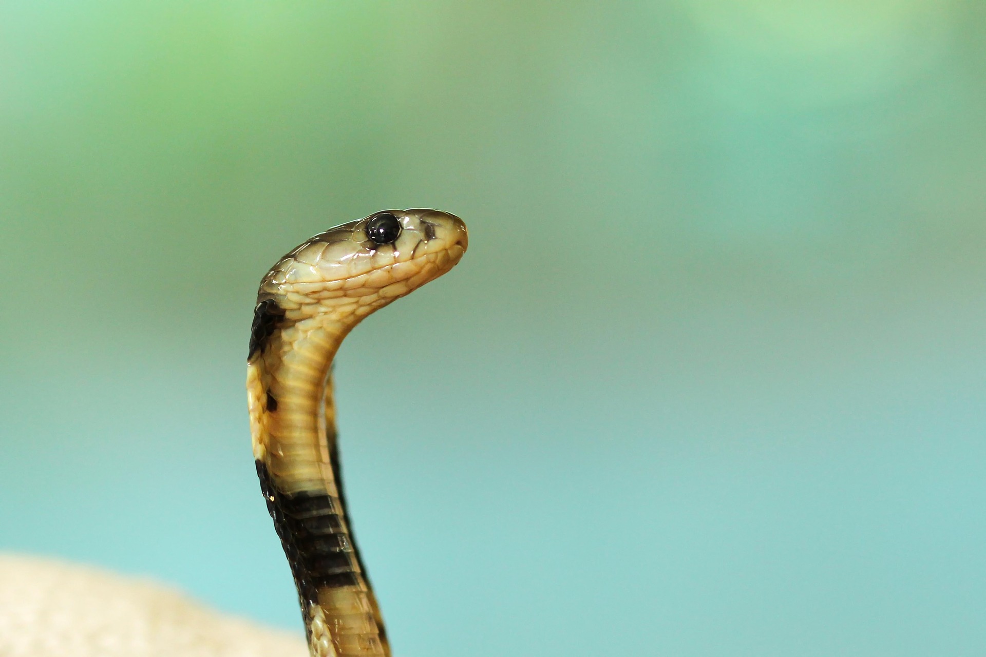 Serpiente venenosa cobra