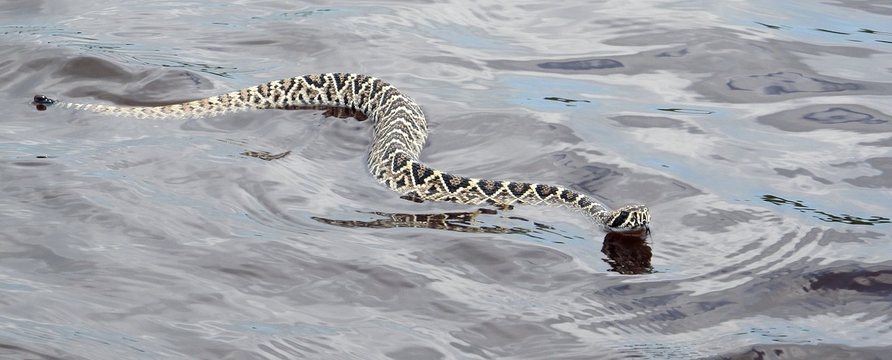 Serpiente venenosa nadando