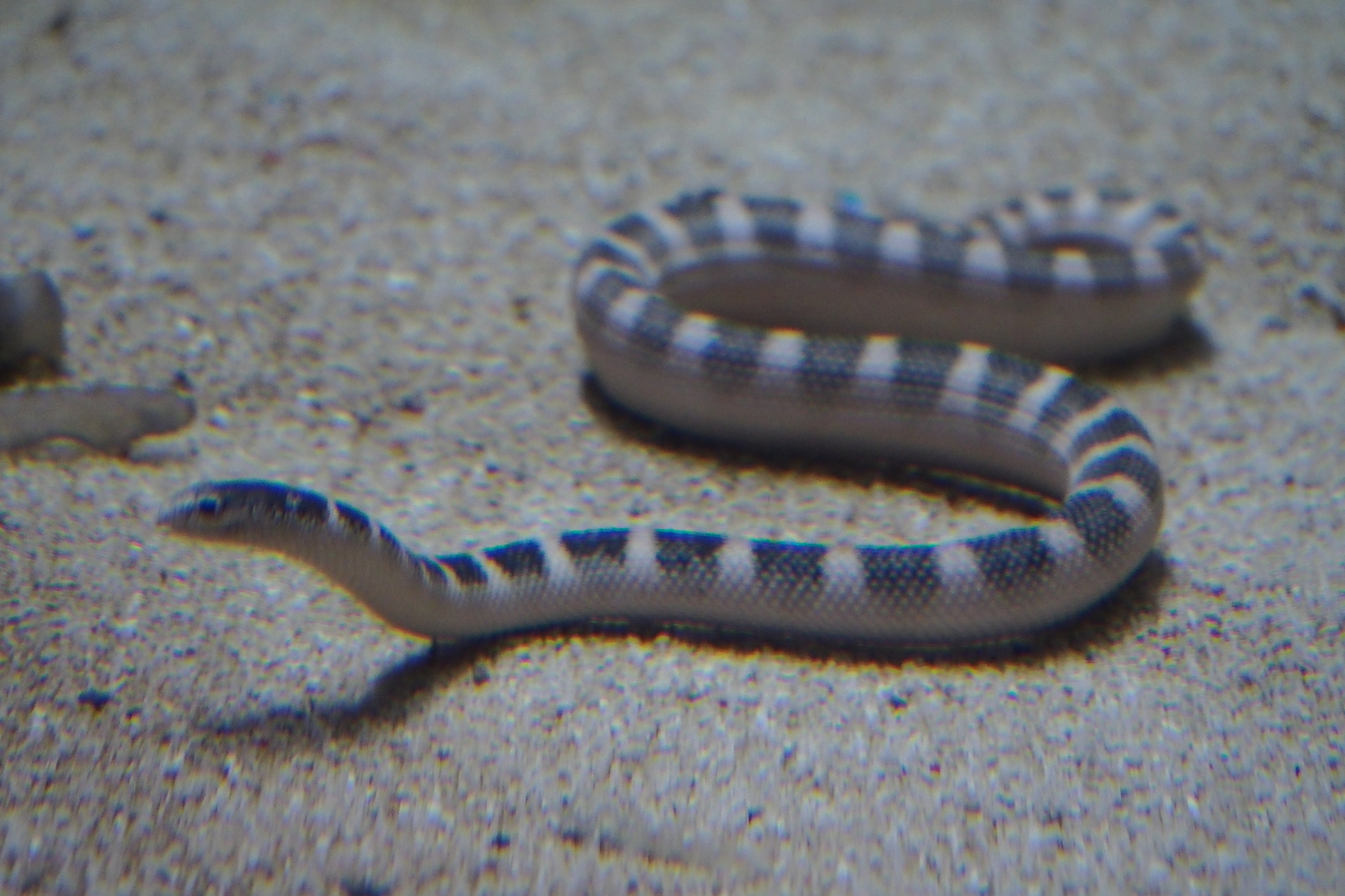 Serpiente marina parada en el fondo del mar.