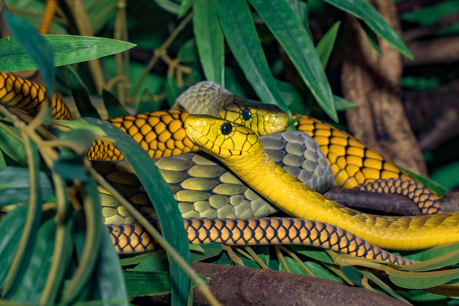 Serpientes venenosas amarillas